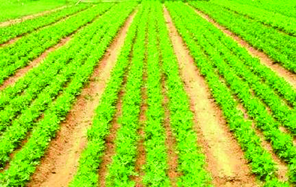 ဆောင်းပါး