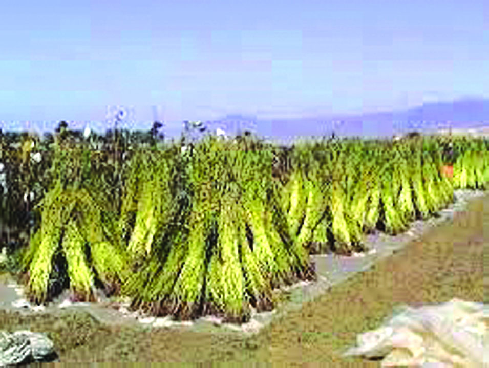 ဆောင်းပါး