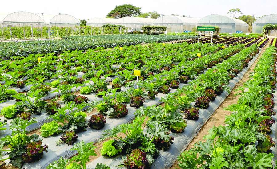 ဆောင်းပါး