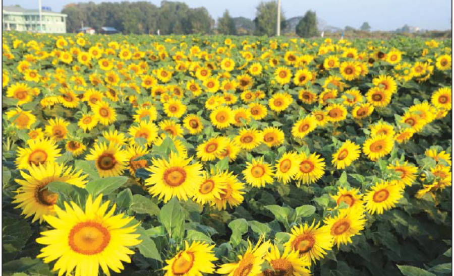 ဆောင်းပါး