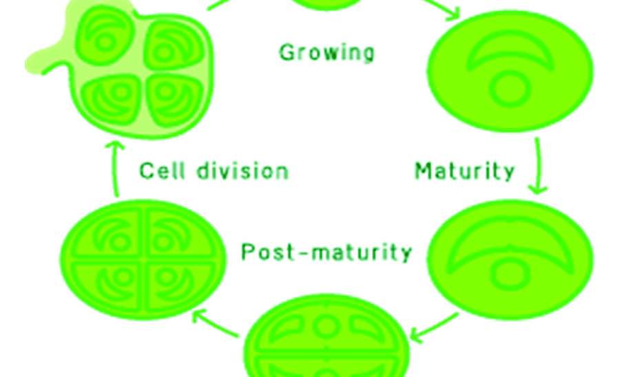 ဆောင်းပါး