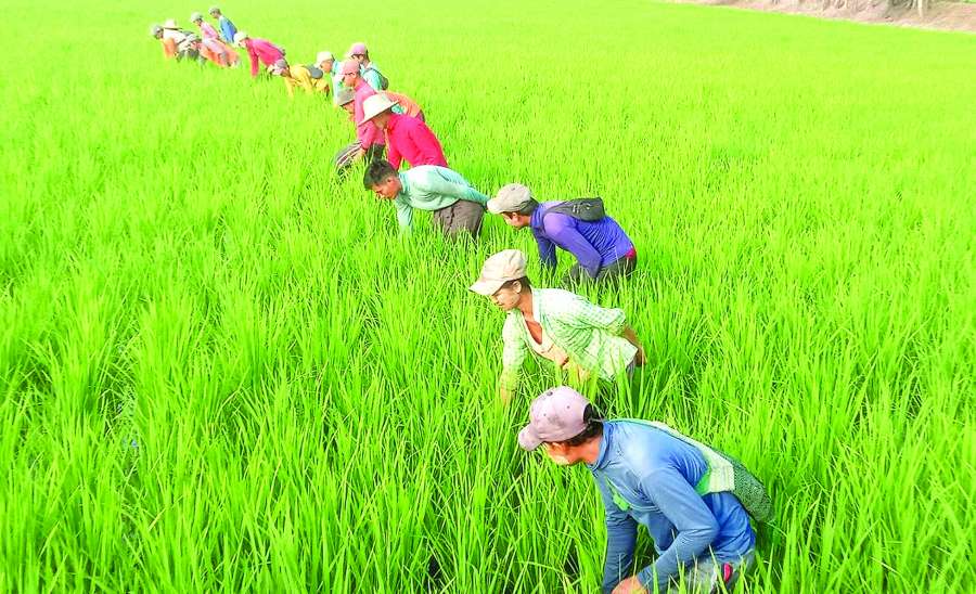 ဆောင်းပါး