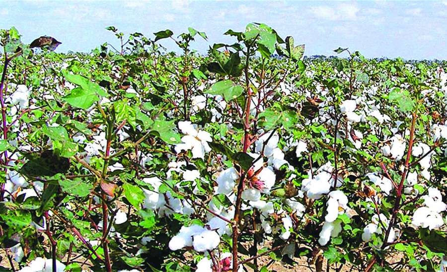 ဆောင်းပါး