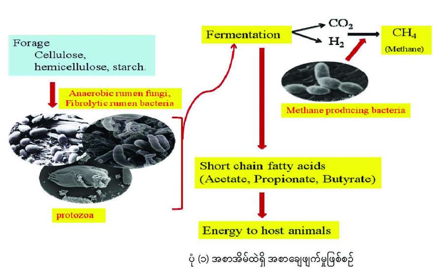 ဆောင်းပါး