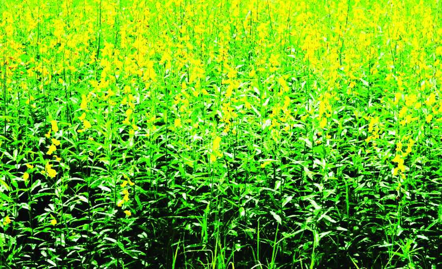 ဆောင်းပါး