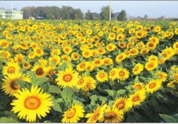 ဆောင်းပါး