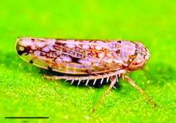 ဆောင်းပါး