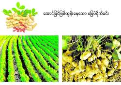 ဆောင်းပါး