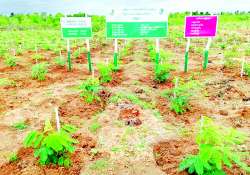 ဥတုရာသီညီမျှဖို့ သစ်ပင်စိုက်ပျိုးကြပါစို့ 