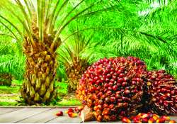 ဆောင်းပါး