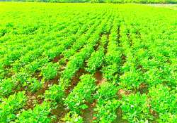 ဆောင်းပါး