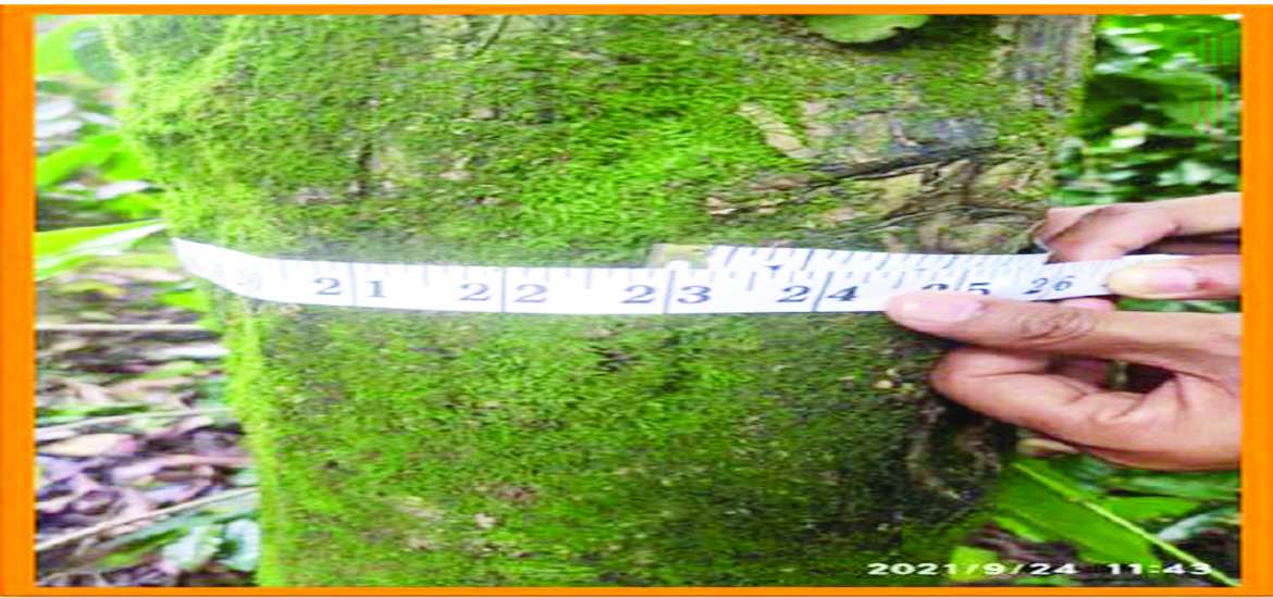 ဆောင်းပါး