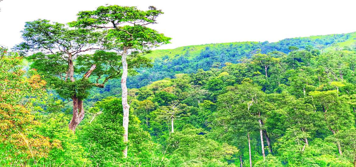 ဆောင်းပါး