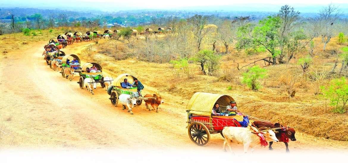 မန်းရွှေစက်တော်ဘုရားပွဲသို့ လှည်းယဉ်များဖြင့် ဘုရားဖူးသွားကြသည့် မင်းလှကျင်းကျေးရွာသားများ၏ ချစ်စရာဓလေ့