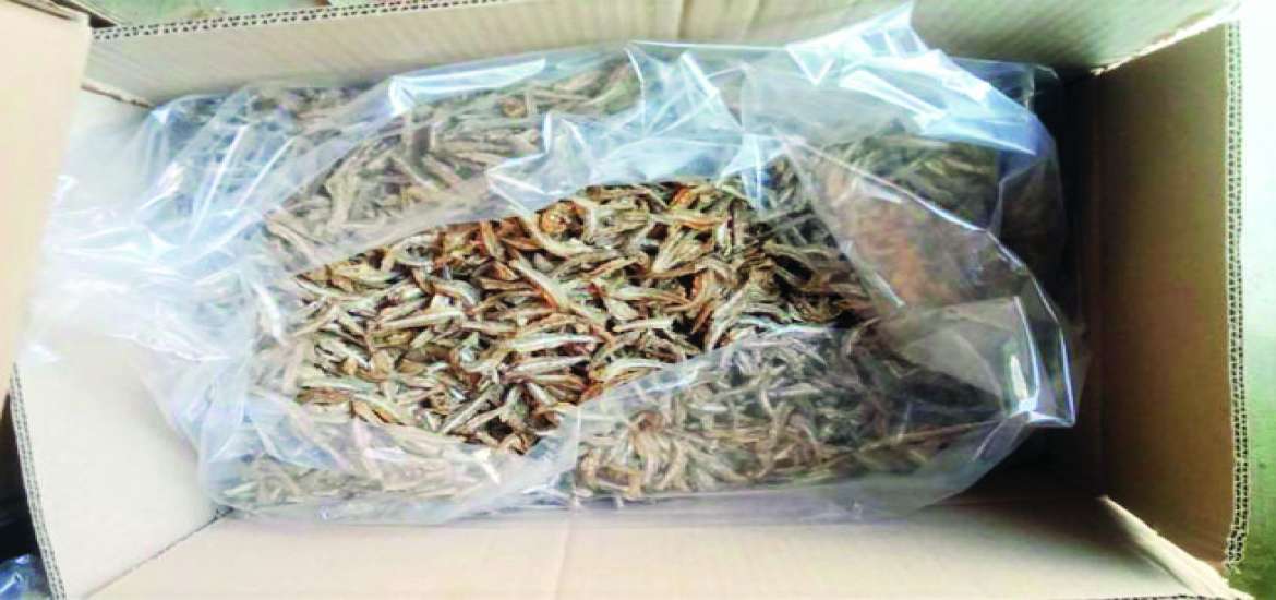 ဒွါရာဝတီ ငပလီကမ်းခြေဒေသမှ MSME ငါးနီတူပြုတ်ခြောက်လုပ်ငန်းကို လေ့လာခြင်း