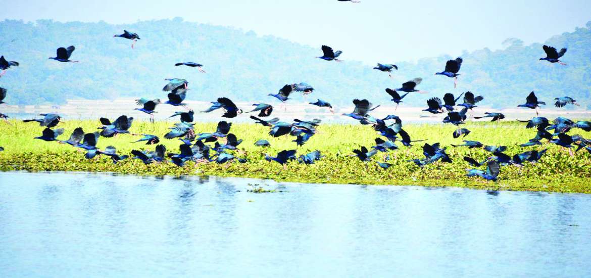 ဆောင်းပါး