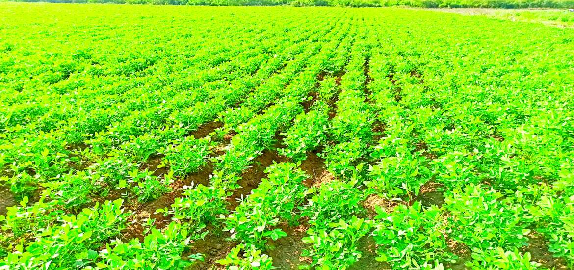 ဆောင်းပါး