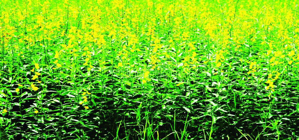 ဆောင်းပါး