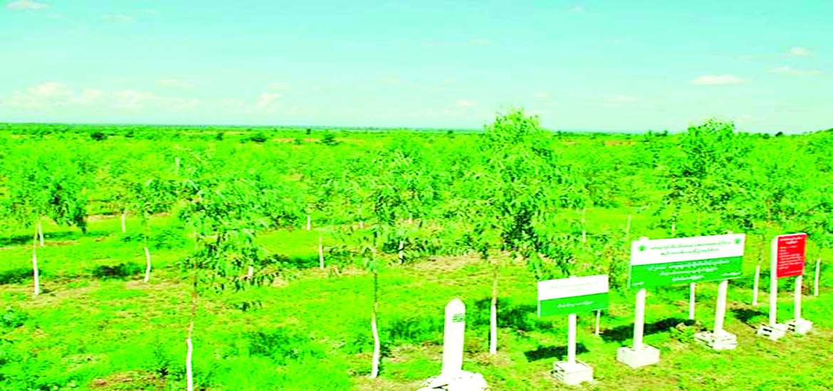 သစ်ပင်စိုက်ပျိုးခြင်းဖြင့် အနာဂတ်ကို စောင့်ရှောက်ကြပါစို့