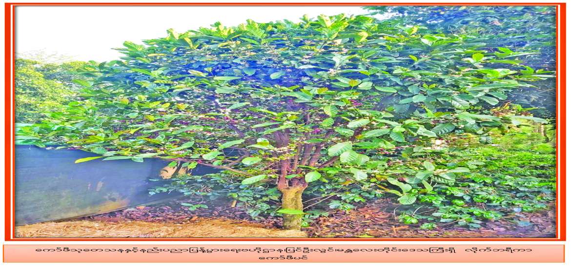 နိုင်ငံတော်ရွှေသီးဖို့ လိုက်ဘရီကာကော်ဖီ စီးပွားဖြစ်စိုက်ပျိုးကြပါစို့